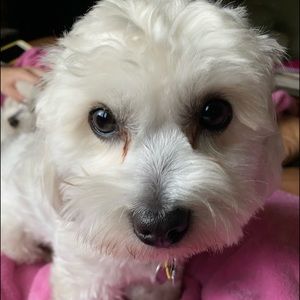 Meet your Posher, Claudia